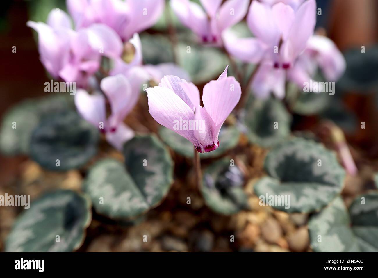 Cyclamen mirabile ‘Tilebarn Anne’ sowbread Tilebarn Anne - miniature pale pink flowers with fringed petals and crimson base, patterned leaves, Stock Photo