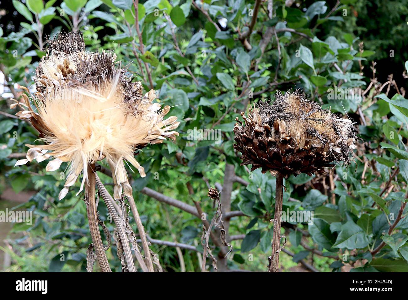 Cynara cardunculus var Scolymus  globe artichoke – large buff seed heads atop basket-like bracts,   October, England, UK Stock Photo