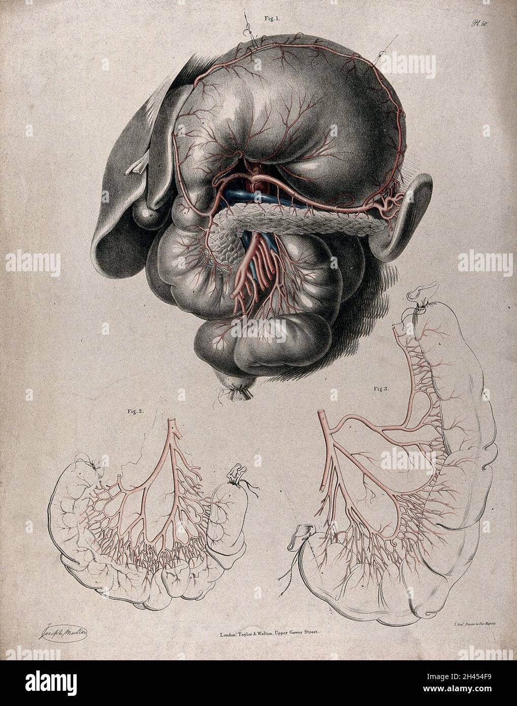 The circulatory system: dissection of the stomach and intestines, with ...