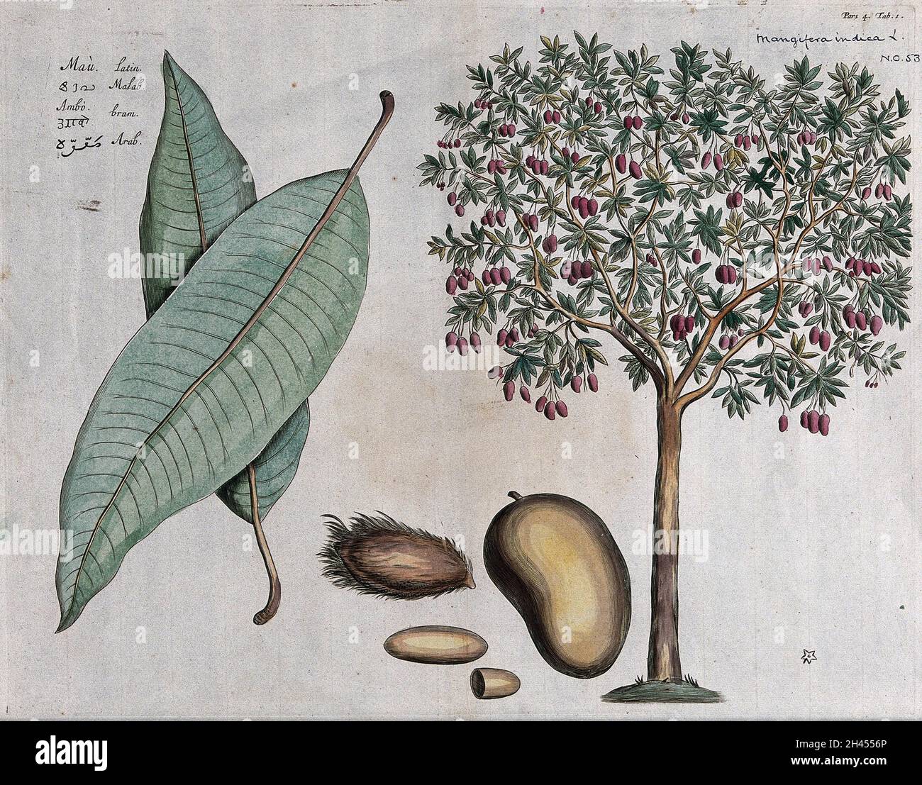 Mango (Mangifera indica L.) fruiting tree, leaves, fruit, flower, seed