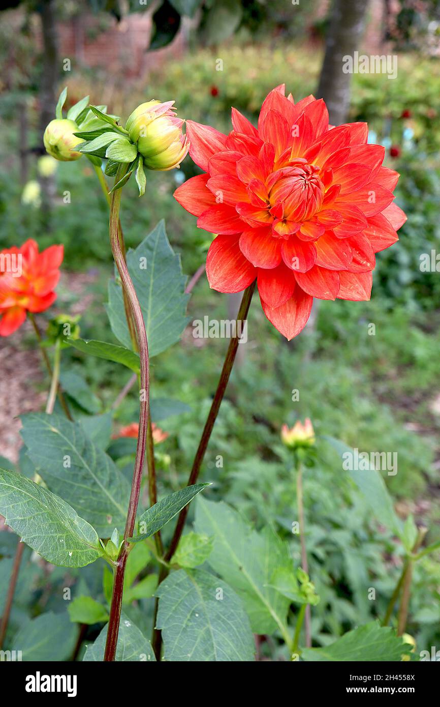 Dahlia ‘Gallery Valentin’ Decorative Dahlia Group 5 red flowers with