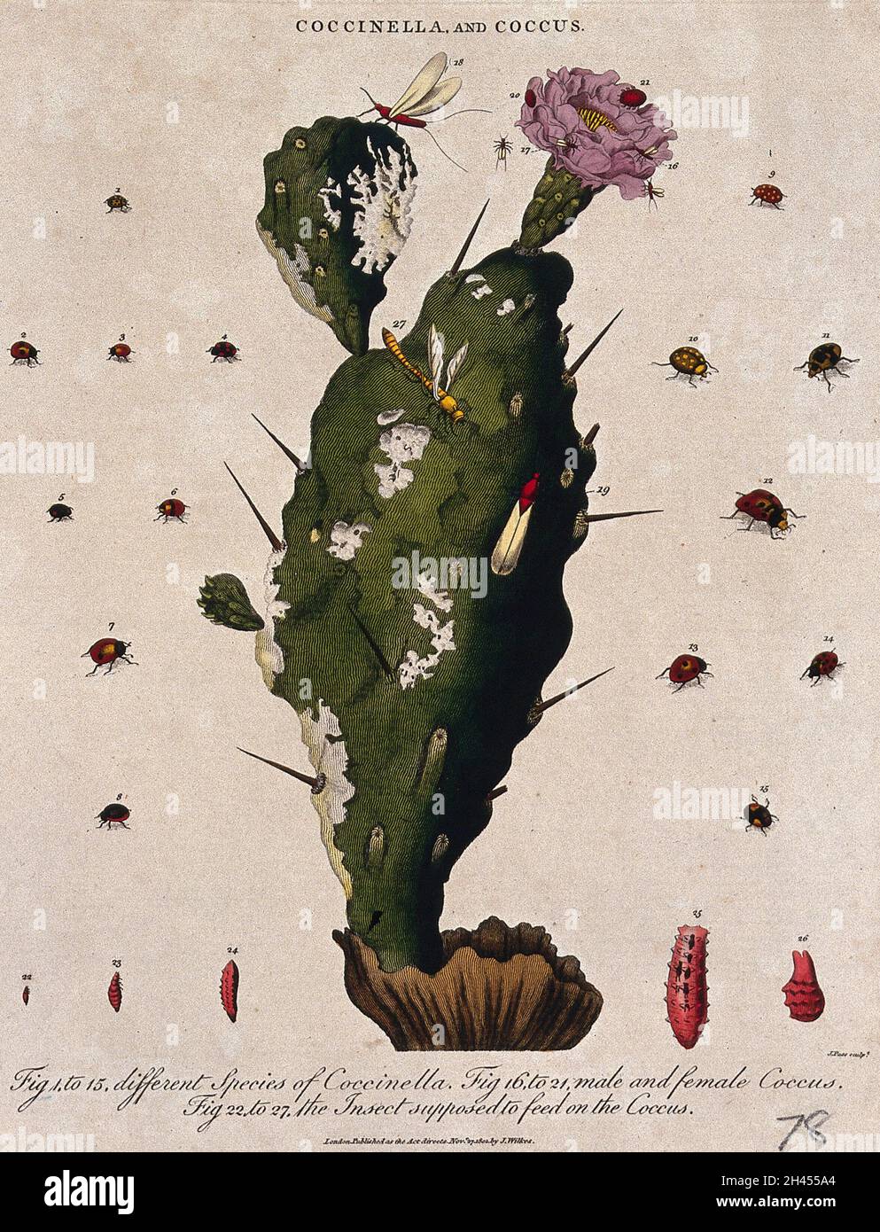 Cochineal cactus (Nopalea cochenillifera) with insects that feed on it, including th cochineal insect (Dactylopius coccus). Coloured etching by J. Pass, c. 1801, after J. Ihle. Stock Photo