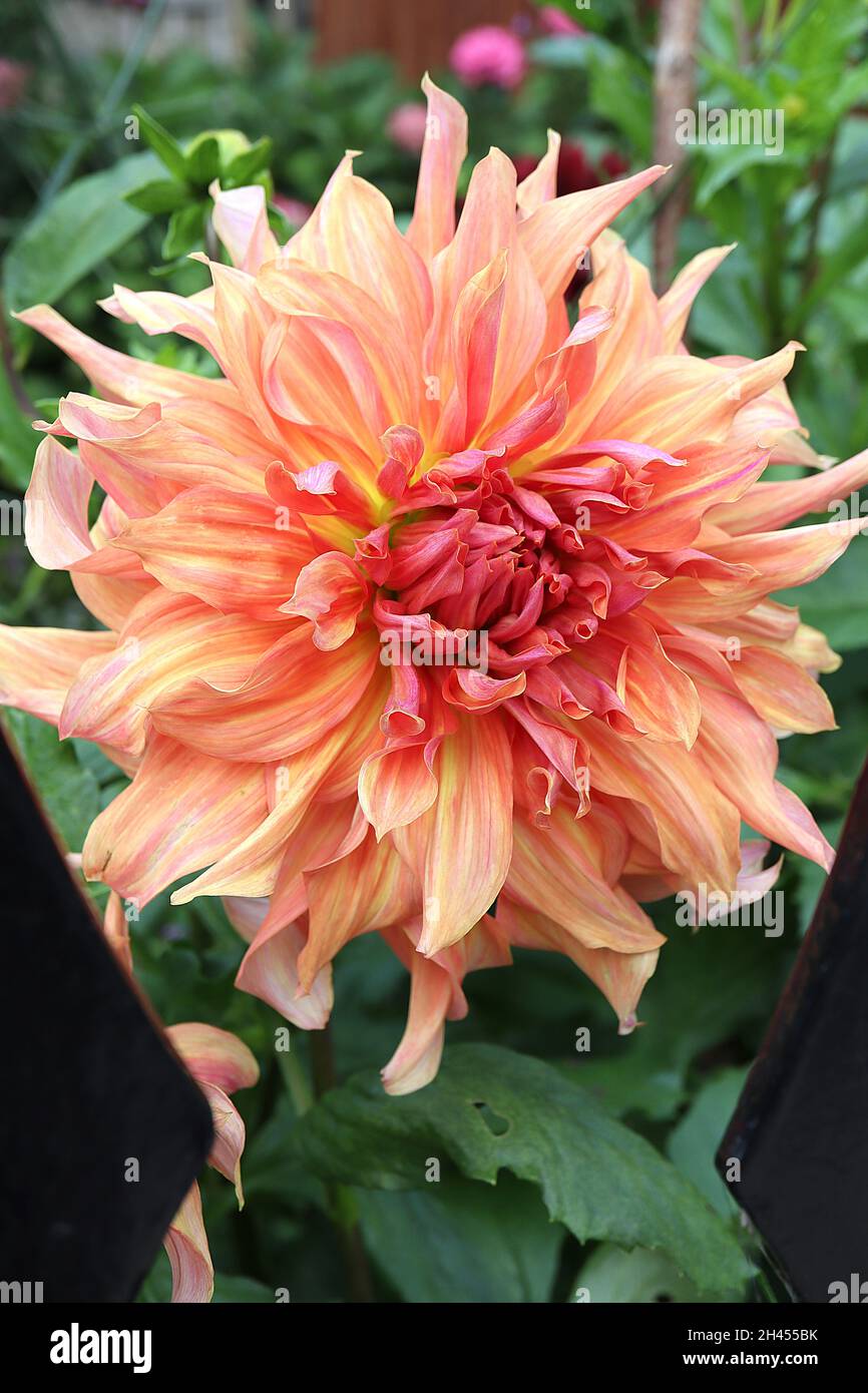 Labyrinth dinnerplate dahlia hi-res stock photography and images - Alamy