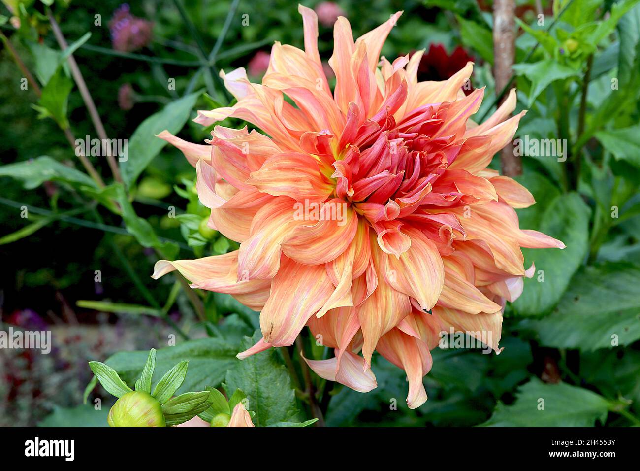 Labyrinth dinnerplate dahlia hi-res stock photography and images - Alamy