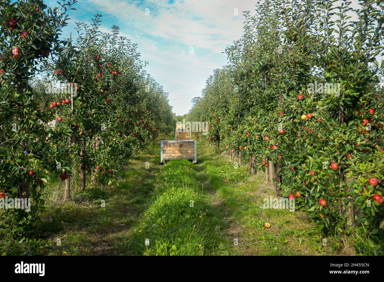 Apple orchard crates hi-res stock photography and images - Alamy