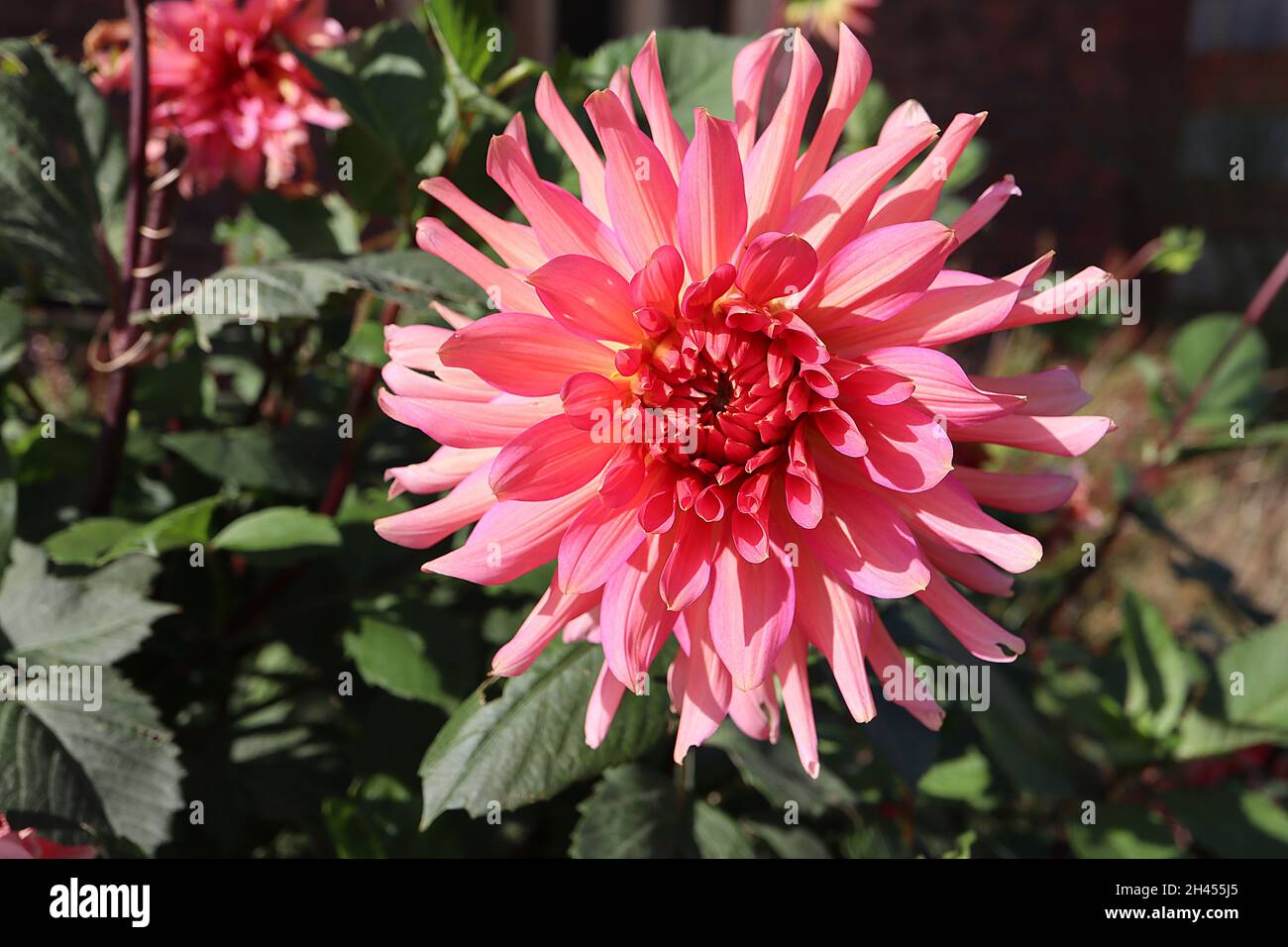 Dahlia ‘Peach Delight’ Semicactus dahlia Group 9 medium pink flowers