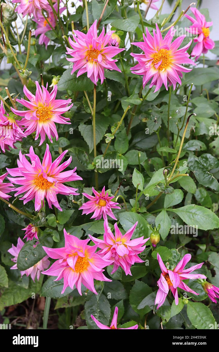 Dahlia stargazer mix hires stock photography and images Alamy
