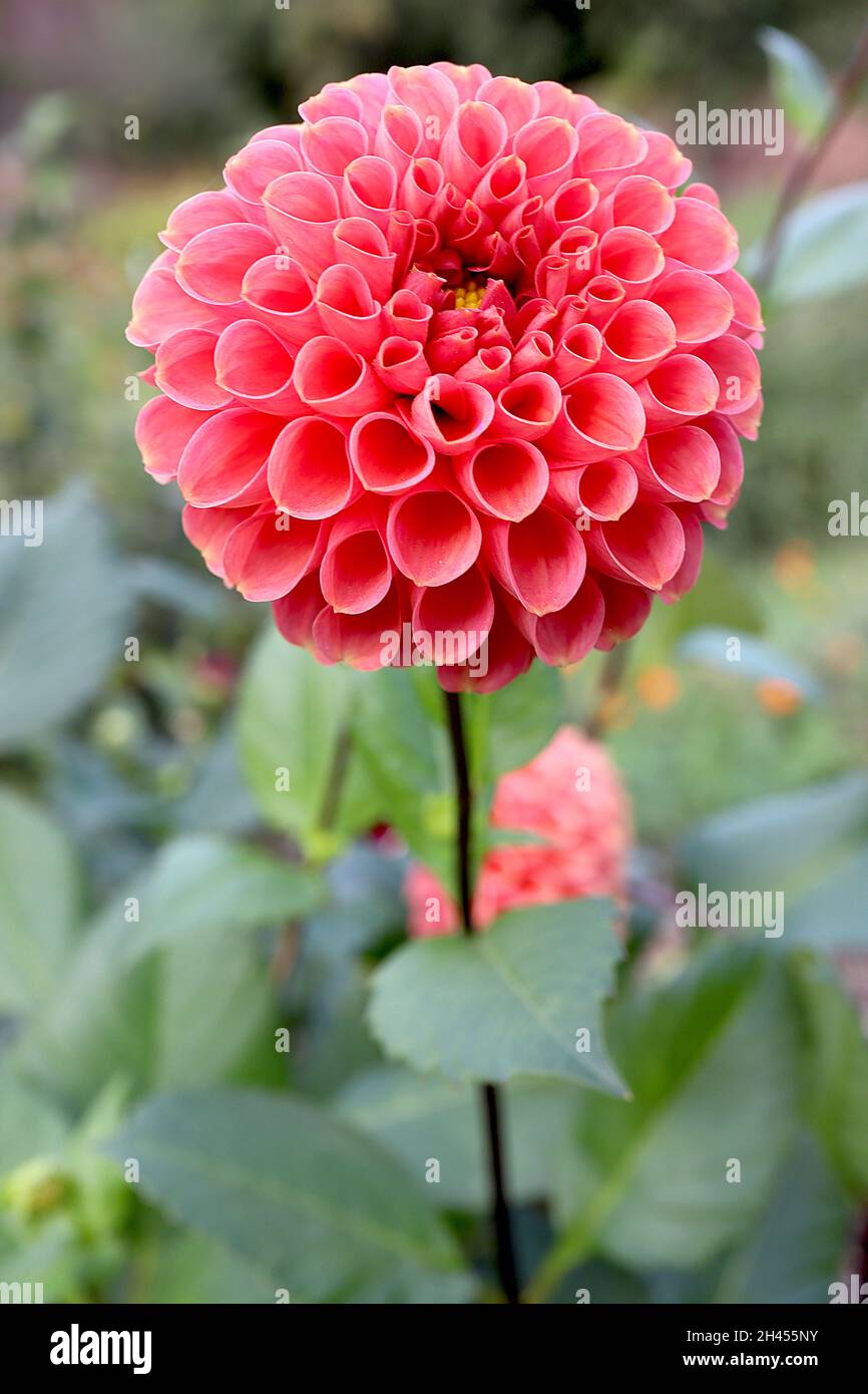 Dahlia ‘Sun Spot’ Decorative Dahlia Group 5 spherical peach pink