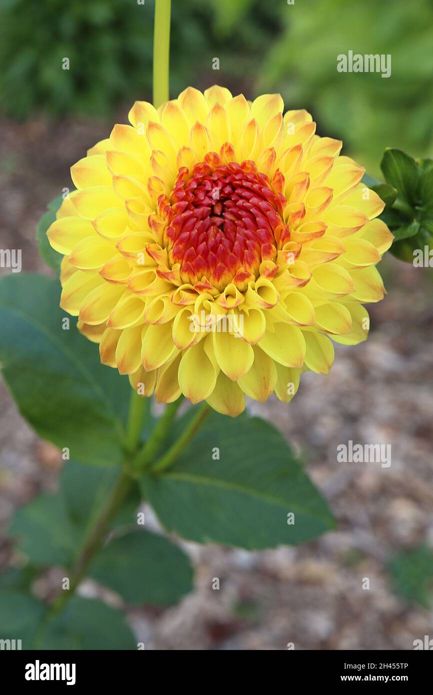 Dahlia ‘Sunny Boy’ Ball dahlia Group 6 yellow flowers with red centre, revolute rolled petals,  October, England, UK Stock Photo