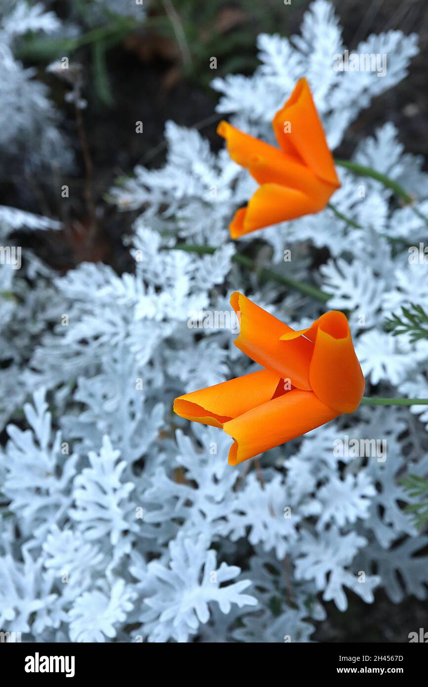 Escholzia californica ‘Orange King’ California poppy Orange King – silky cup-shaped deep orange flowers,  Senecio Cineraria / Dusty Miller, October,UK Stock Photo