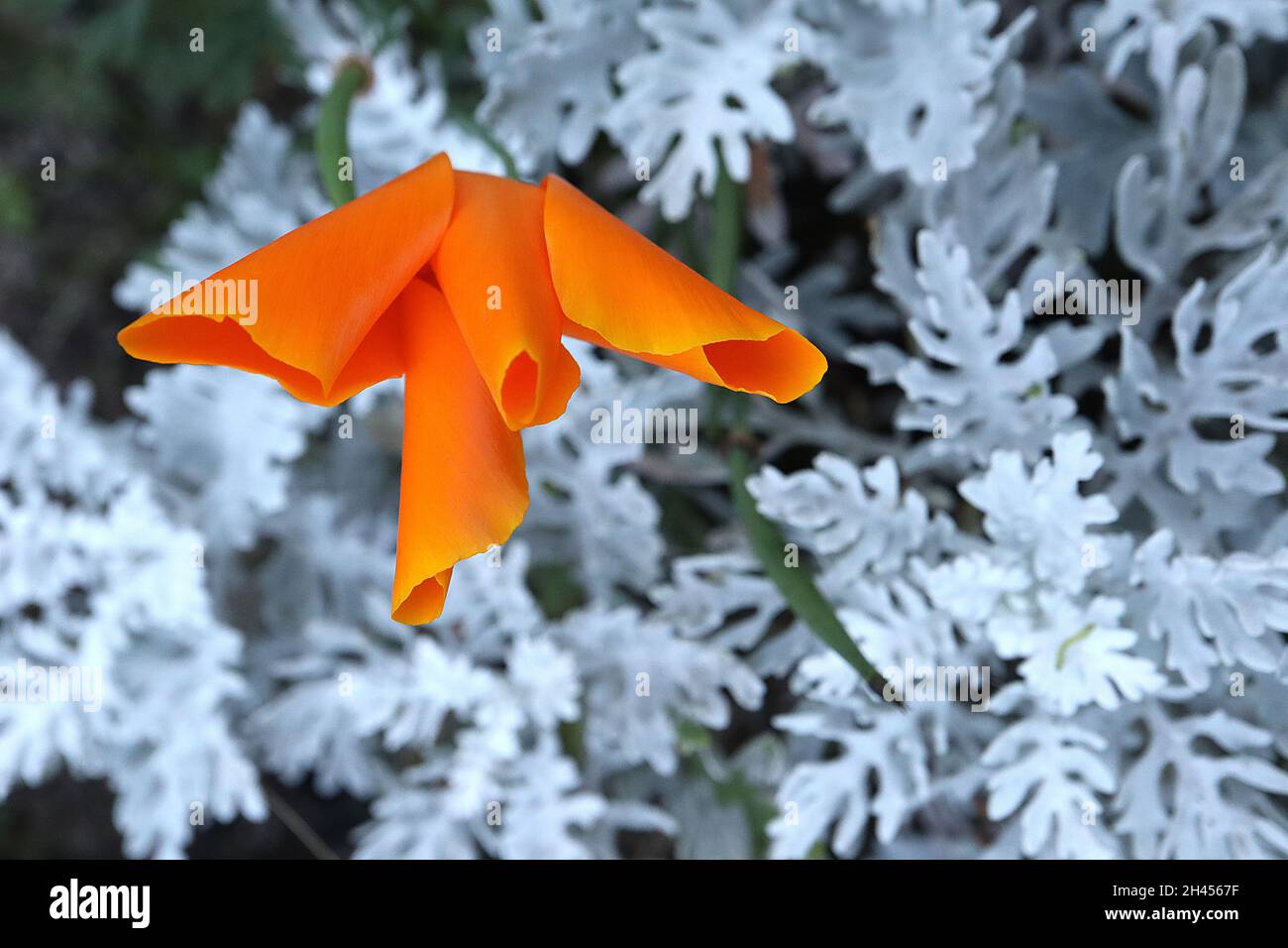 Escholzia californica ‘Orange King’ California poppy Orange King – silky cup-shaped deep orange flowers,  Senecio Cineraria / Dusty Miller, October,UK Stock Photo