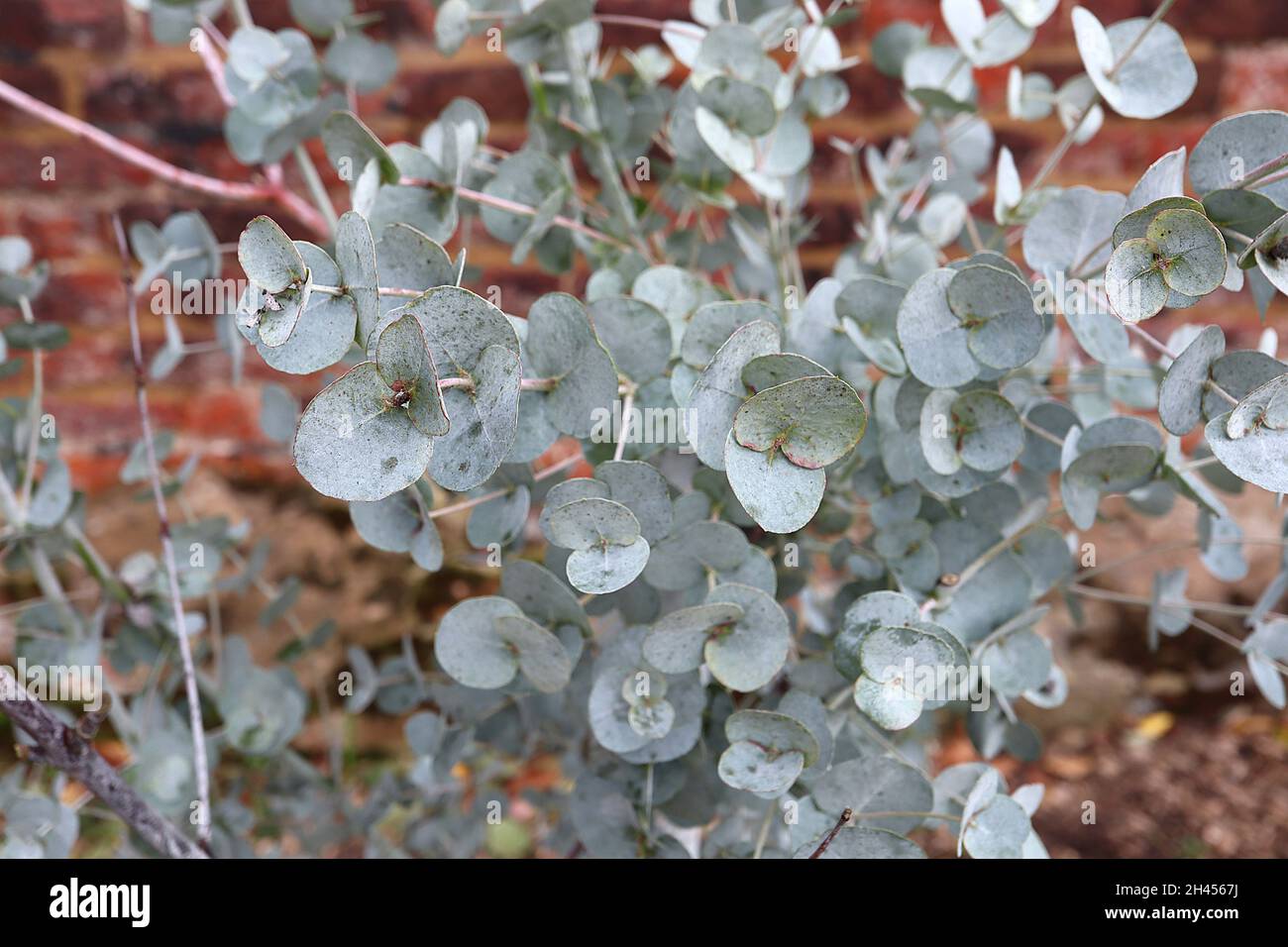 Eucalyptus archeri alpine cider gum – egg-shaped silver grey green leaves, October, England, UK Stock Photo