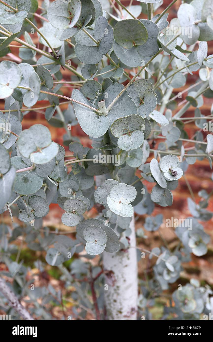 Eucalyptus archeri alpine cider gum – egg-shaped silver grey green leaves, October, England, UK Stock Photo