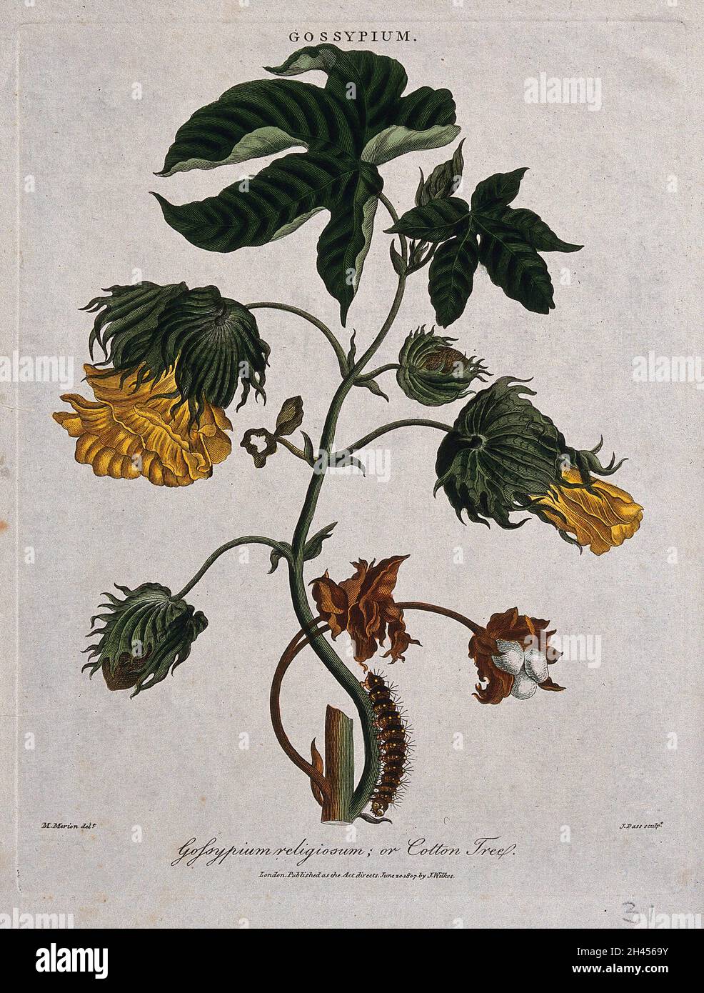 Tree cotton (Gossypium arboreum): flowering and fruiting stem with caterpillar. Coloured etching by J. Pass, c. 1807, after M. Merian. Stock Photo