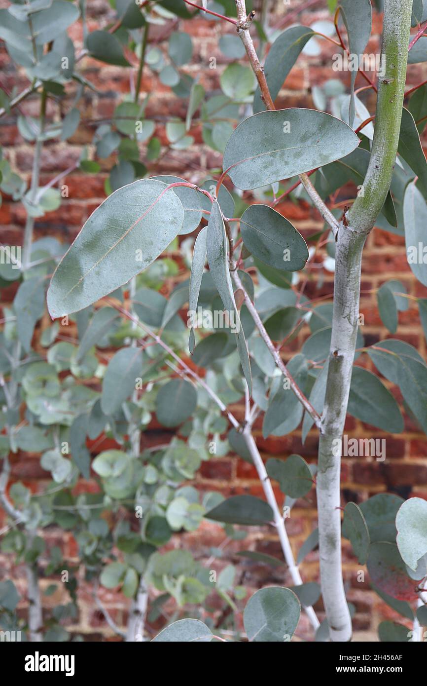 Eucalyptus coccifera Tasmanian snow gum – oblong grey green leaves and red stems,  October, England, UK Stock Photo