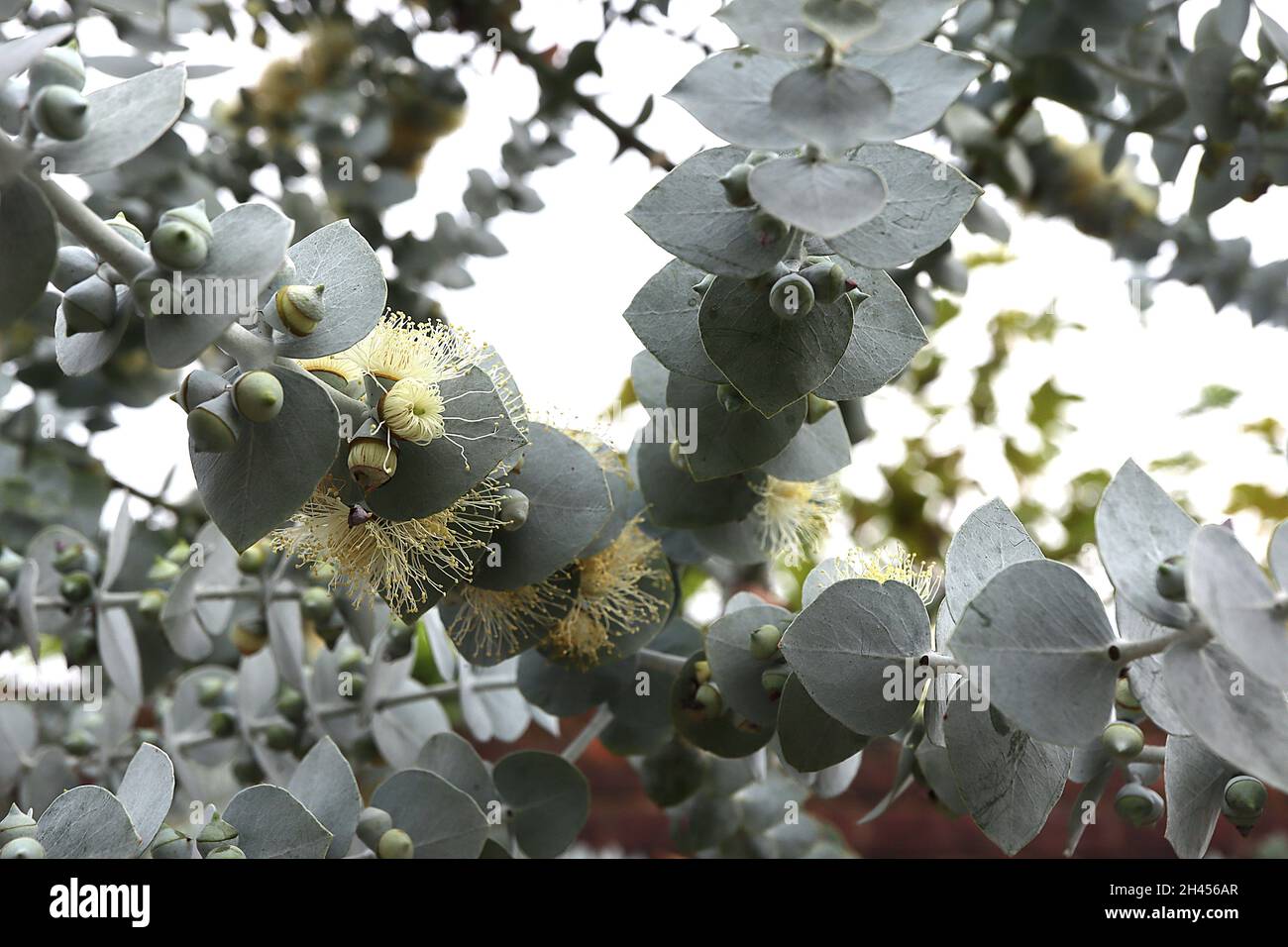 Eucalyptus pauciflora debeuzevillei Jounama snow gum – cream flowers of long stamens, grey green heart-shaped leaves in opposite leaves,  October, UK Stock Photo