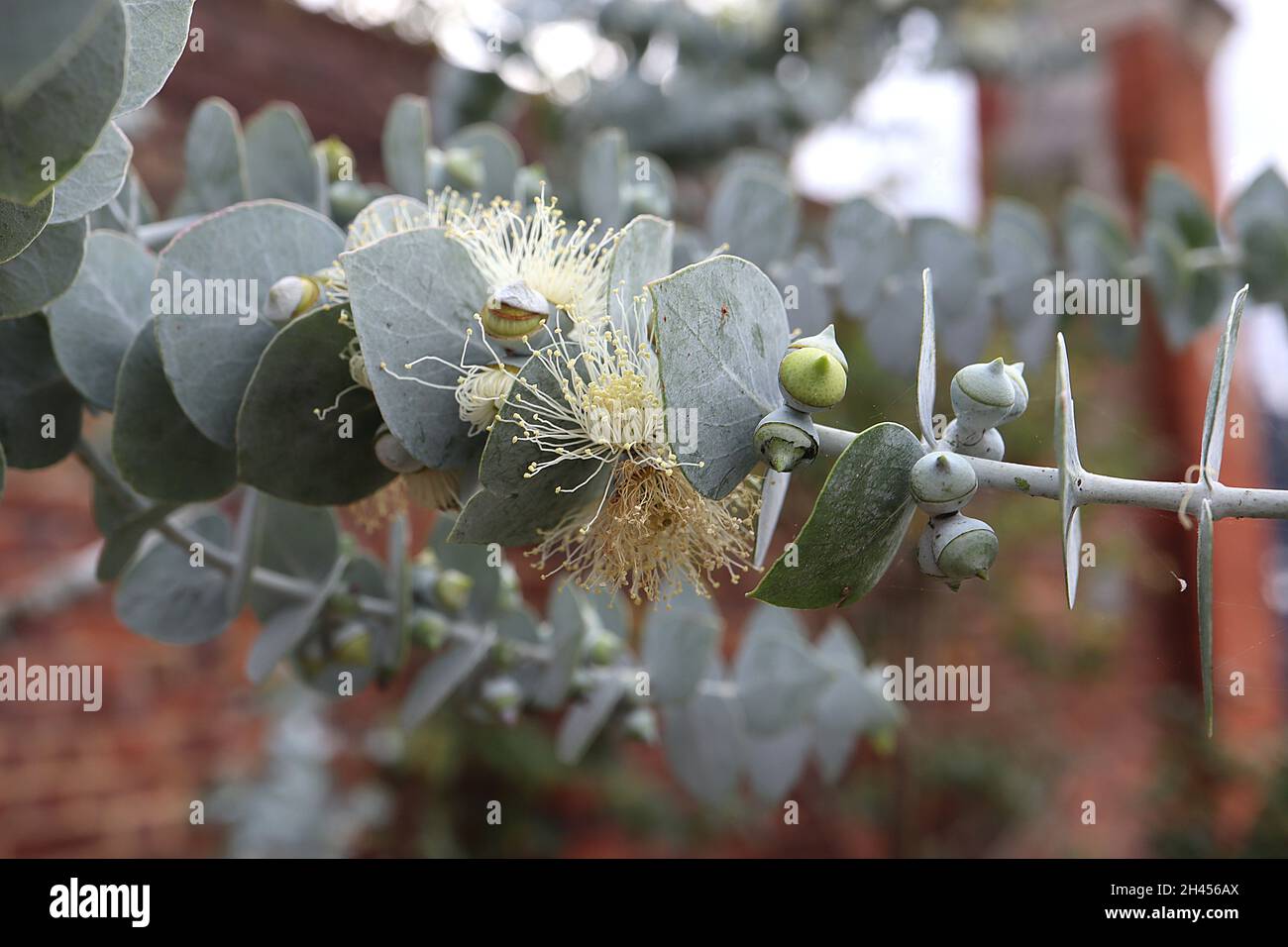 Eucalyptus pauciflora debeuzevillei Jounama snow gum – cream flowers of long stamens, grey green heart-shaped leaves in opposite leaves,  October, UK Stock Photo