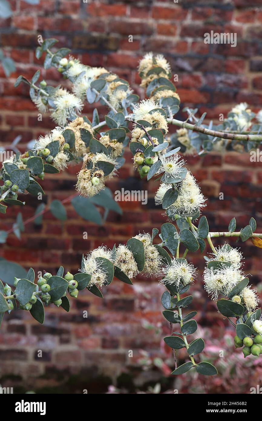 Eucalyptus pauciflora debeuzevillei Jounama snow gum – cream flowers of long stamens, grey green heart-shaped leaves in opposite leaves,  October, UK Stock Photo