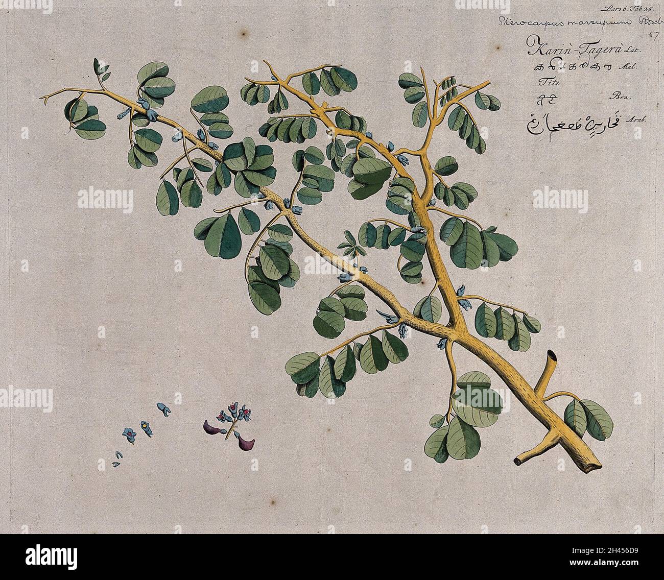 East Indian or Malabar Kino (Pterocarpus marsupium Roxb.): branch with ...