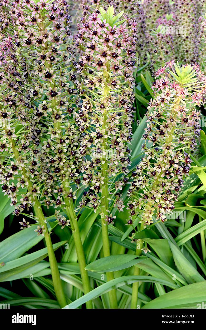 comosa ‘Sparkling Burgundy’ pineapple lily Sparkling Burgundy