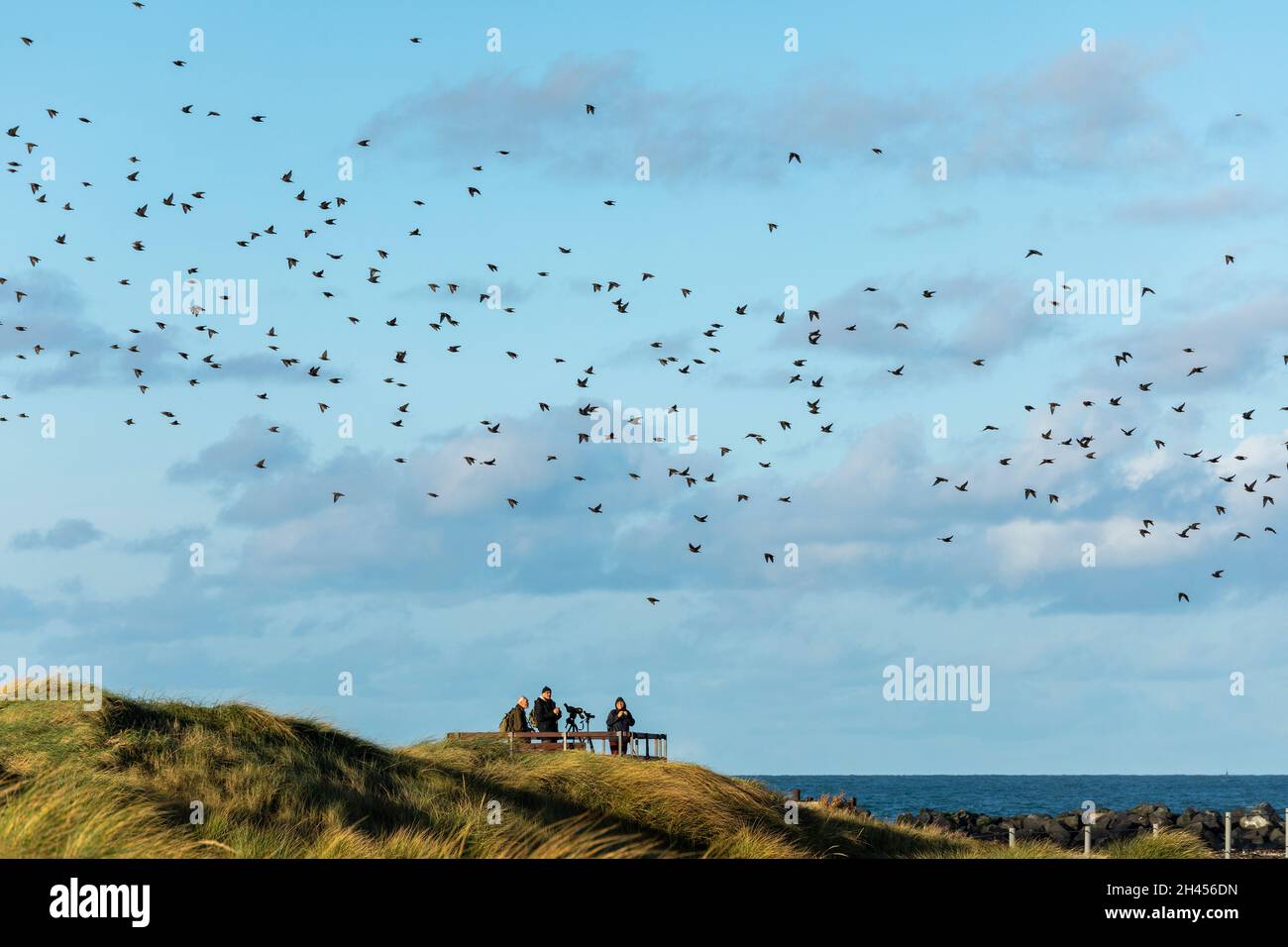 flock of birds, birdwatchers, Düne, Heligoland Island, Schleswig-Holstein, Germany Stock Photo