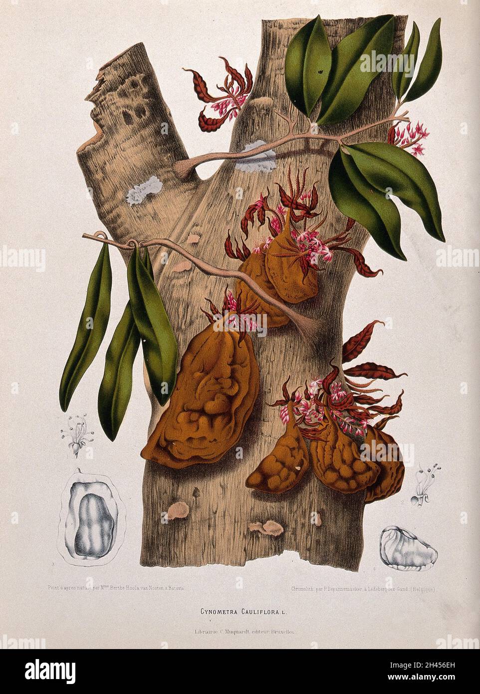 A plant (Cynometra cauliflora L.): trunk bearing flowers and fruit, and separate floral sections. Chromolithograph by P. Depannemaeker, c.1885, after B. Hoola van Nooten. Stock Photo