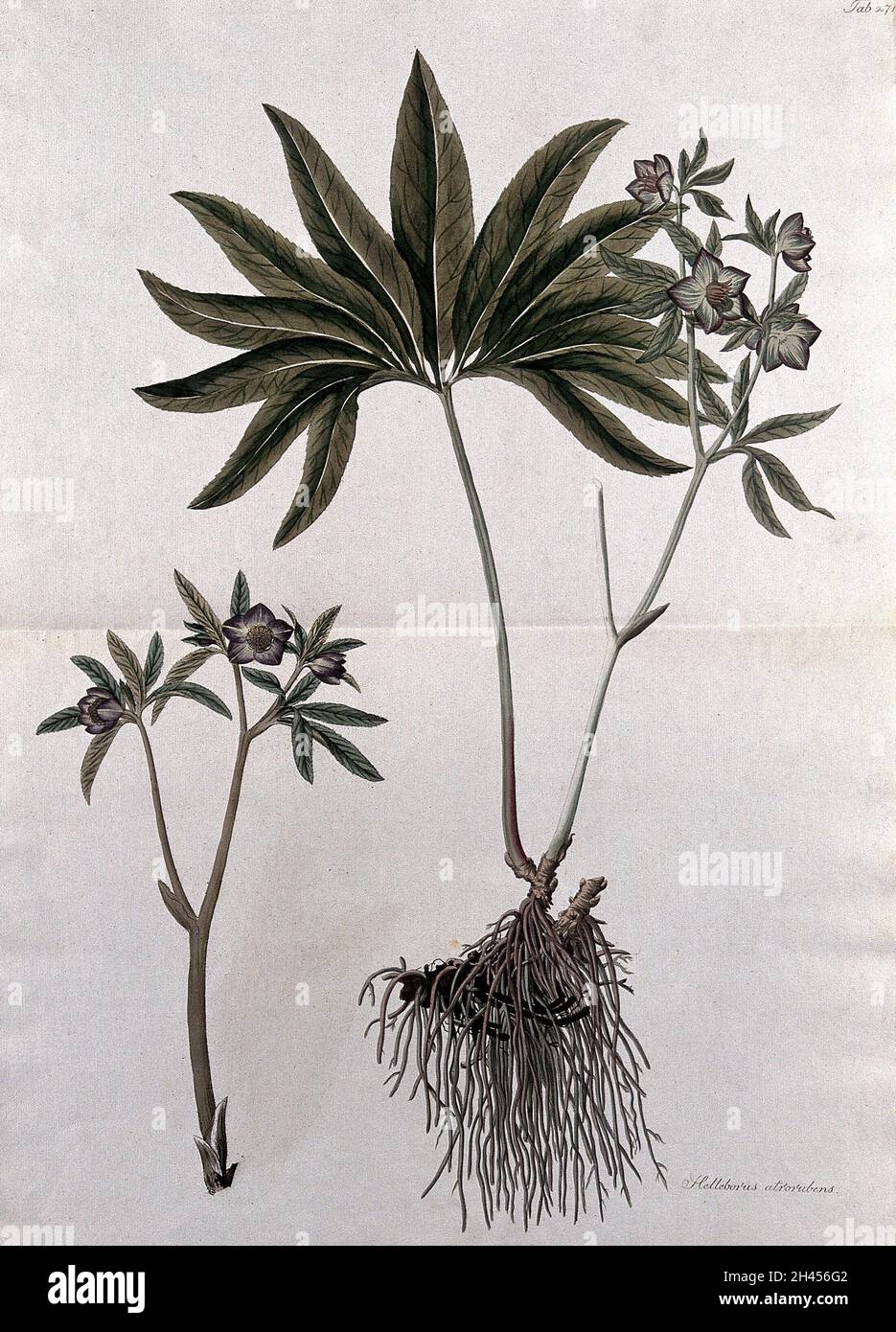 Hellebore (Helleborus atrorubens): fruiting stem with roots and separate flowering stem. Coloured etching after J. Schütz, c.1802. Stock Photo