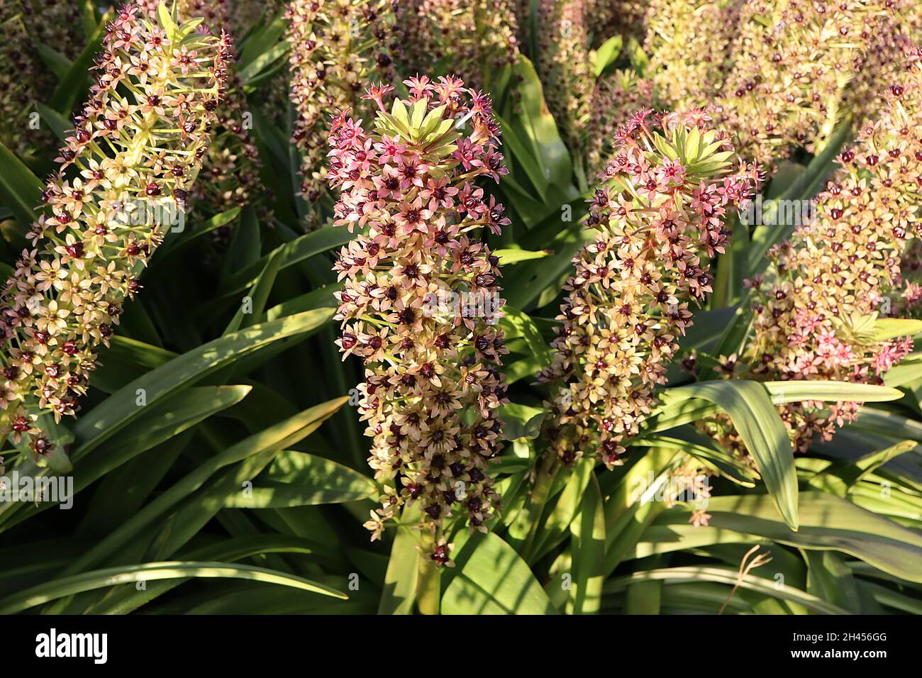 Eucomis comosa ‘Sparkling Burgundy’ pineapple lily Sparkling Burgundy – upright racemes of medium pink star-shaped flowers on light green stems,  UK Stock Photo