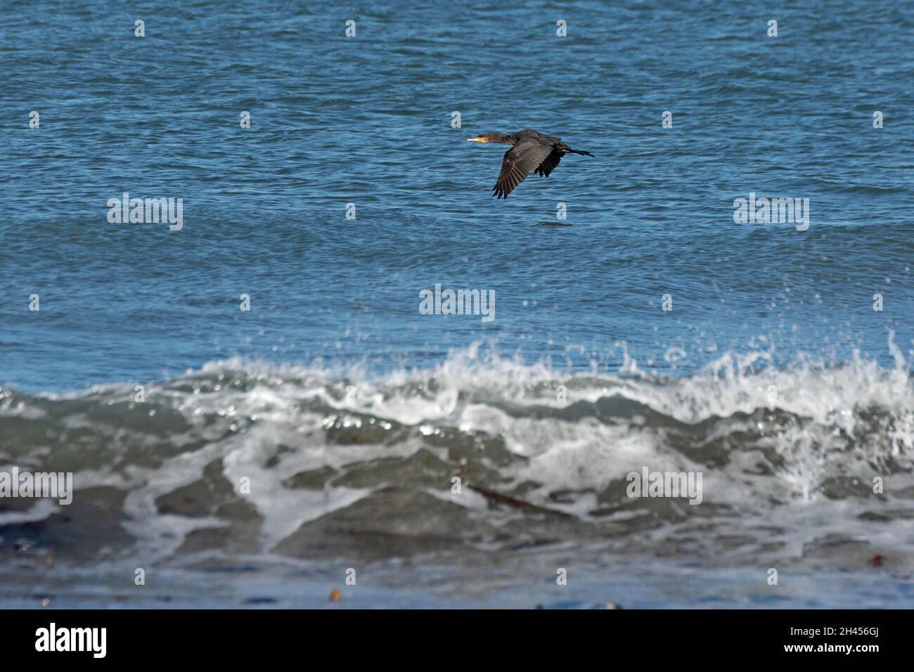 Great Cormorant (Phalcrocorax carbo) in flight off the Düne, Heligoland Island, Schleswig-Holstein, Germany Stock Photo