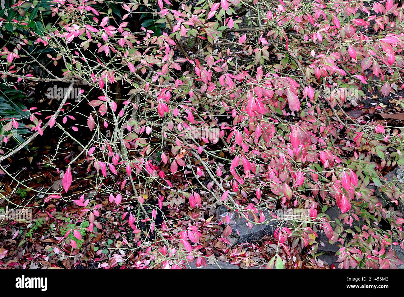 Euonymus alatus winged spindle – bright pink pointed ovate leaves,  October, England, UK Stock Photo