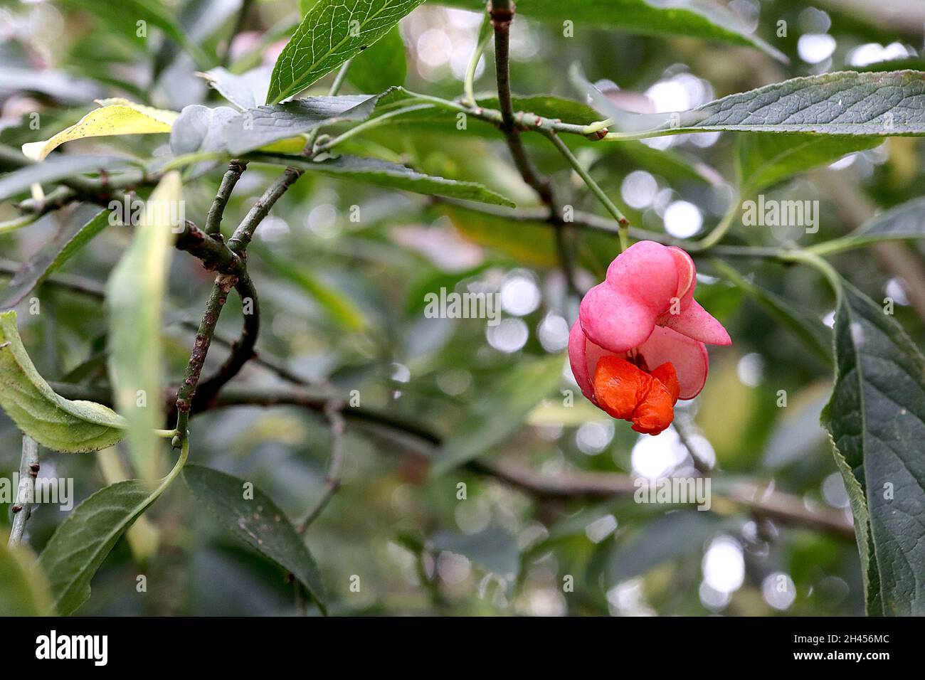 Euonymus hamiltonianus ‘Indian Summer’ Himalayan spindle Indian Summer – deep pink fruit casing enclosing orange seeds,  October, England, UK Stock Photo