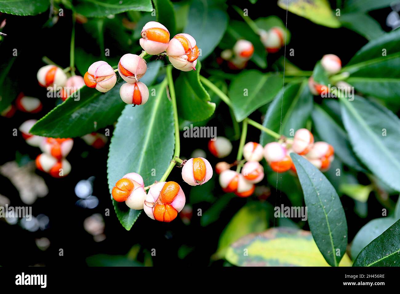 Euonymus japonicus ‘Golden Maiden’ spindle Golden Maiden – white seed coat splits to orange seeds, dark green leaves with yellow splash,  October, UK Stock Photo