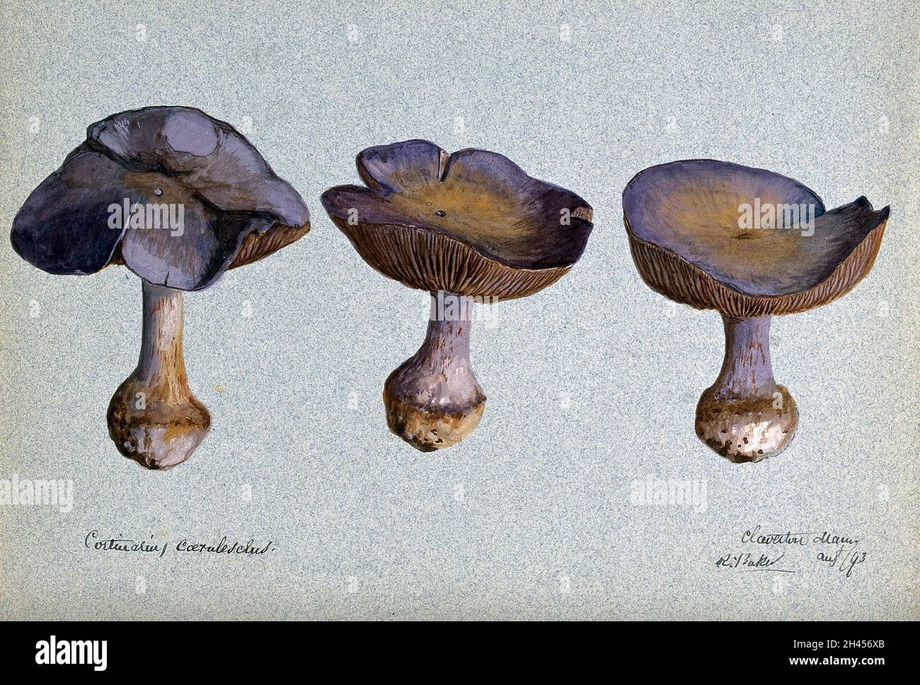 A fungus (Cortinarius species): three fruiting bodies. Watercolour by R. Baker, 1893. Stock Photo