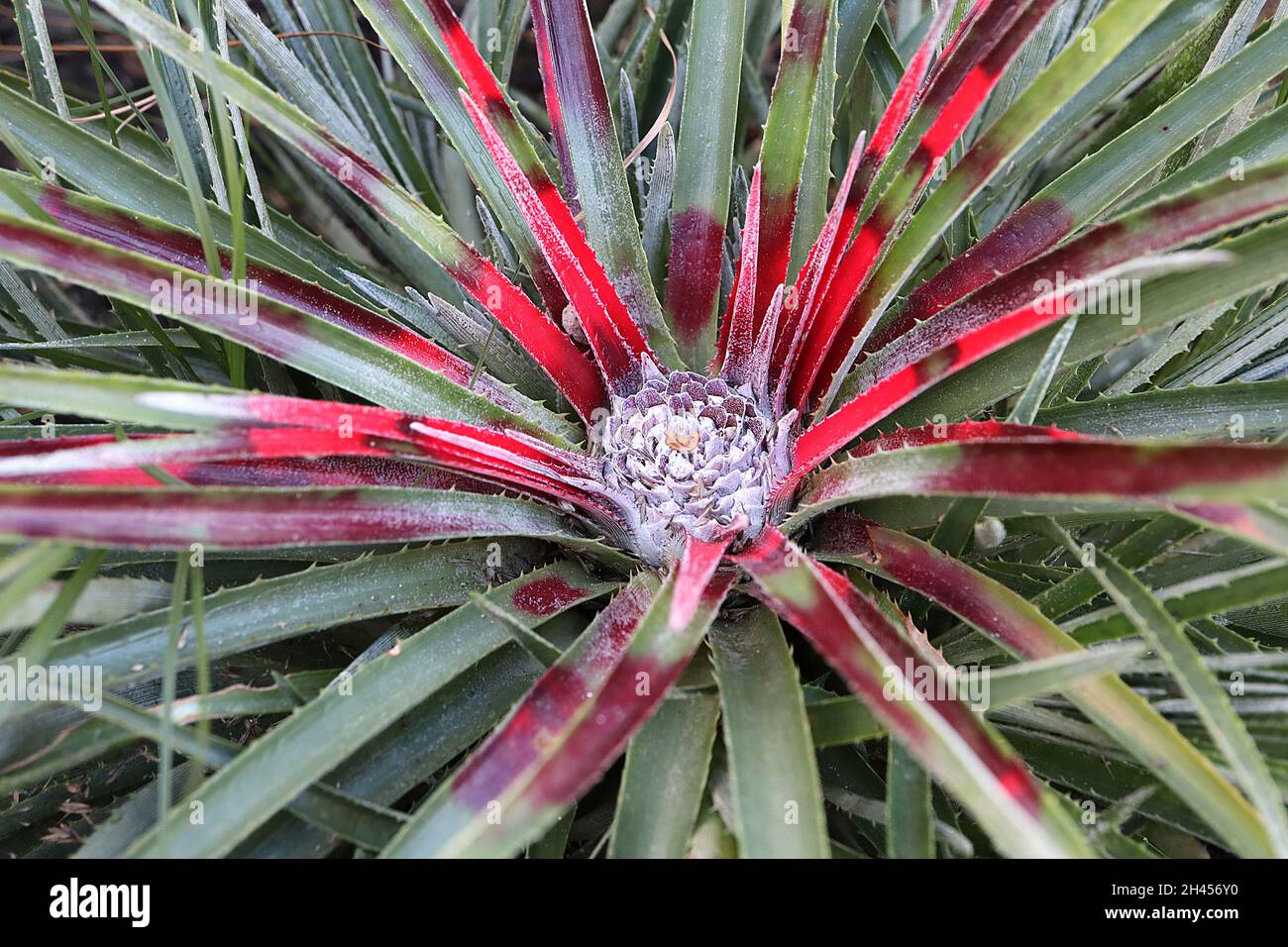 Fascicularia bicolor crimson bromeliad – pale purple flower rosette and mound of stiff grey green leaves and central scarlet leaves,   October, UK Stock Photo