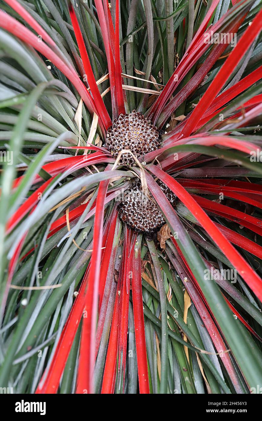 Fascicularia bicolor crimson bromeliad – pale purple flower rosette and mound of stiff grey green leaves and central scarlet leaves,   October, UK Stock Photo