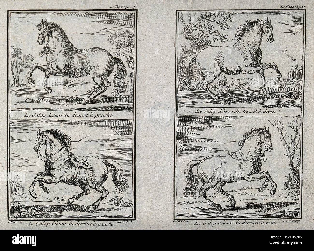 Four different forms of galloping demonstrated by a horse without rider