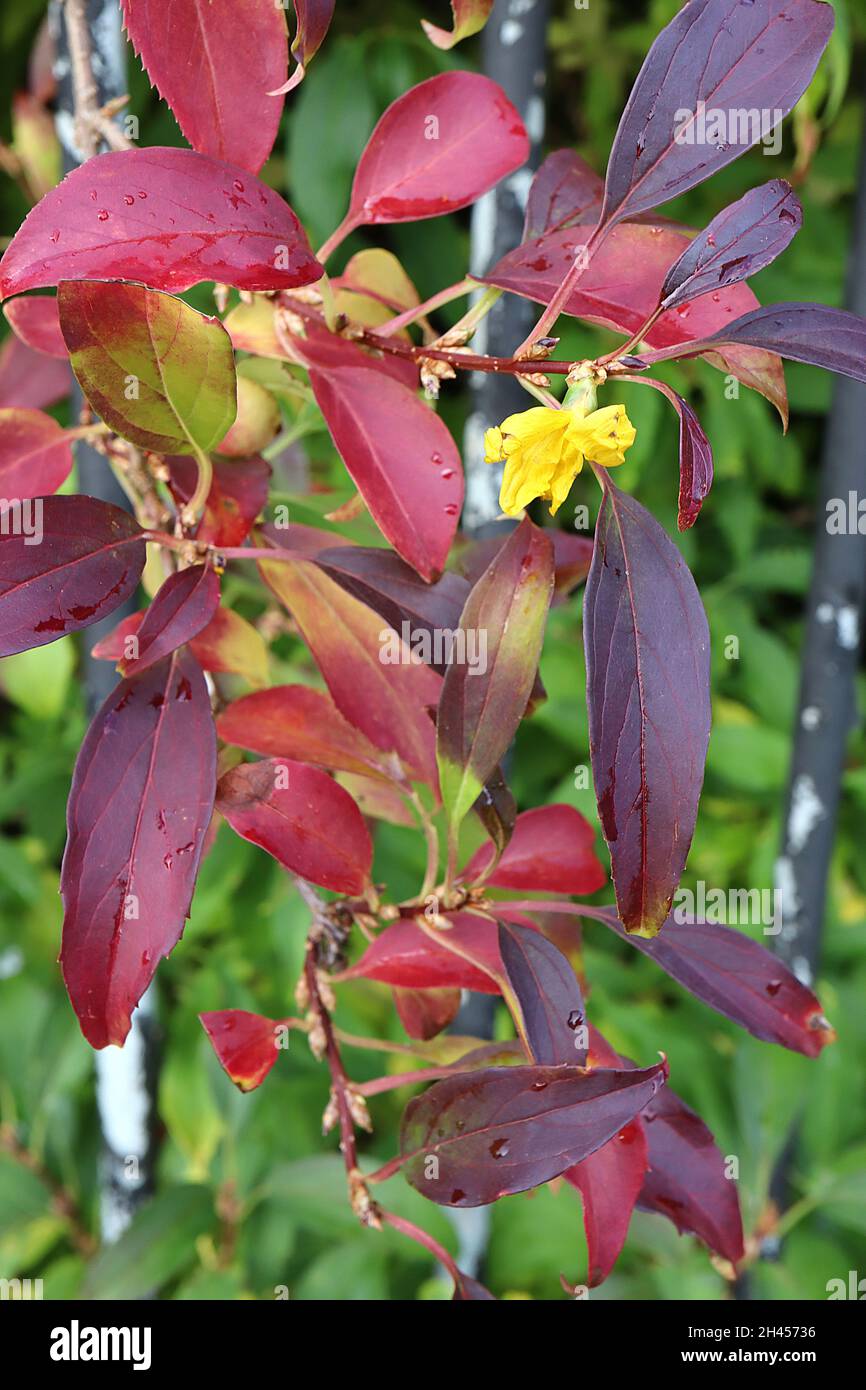 Forsythia  occasional yellow flower, lance-shaped deep red and maroon purple leaves, October, England, UK Stock Photo