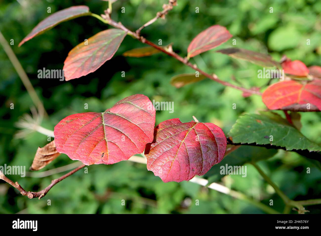 Fothergilla gardenia ‘Blue Mist’ dwarf fothergilla Blue Mist – small mid green and red leaves with notched margins,  October, England, UK Stock Photo