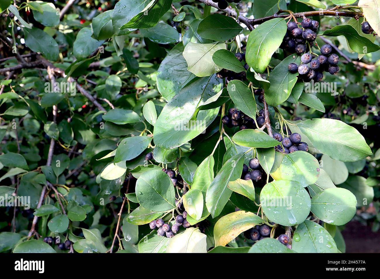 Cotoneaster affinis purpleberry cotoneaster – round purple black round berries and smooth glaucous leaves,  October, England, UK Stock Photo