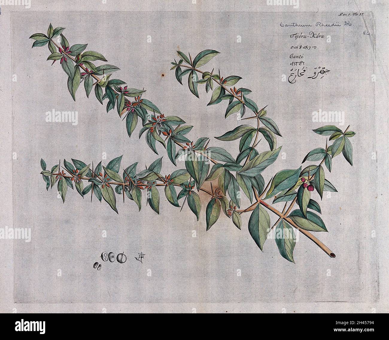A plant (Canthium rheedii) related to Ceylon boxwood: branch with flowers and fruit and separate flowers, fruit and sectioned fruit with seed. Coloured line engraving. Stock Photo
