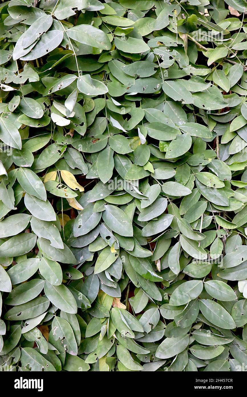 Fraxinus excelsior ‘Pendula’ weeping ash – smooth pinnate grey green leaves and twisting pendulous branches,  October, England, UK Stock Photo