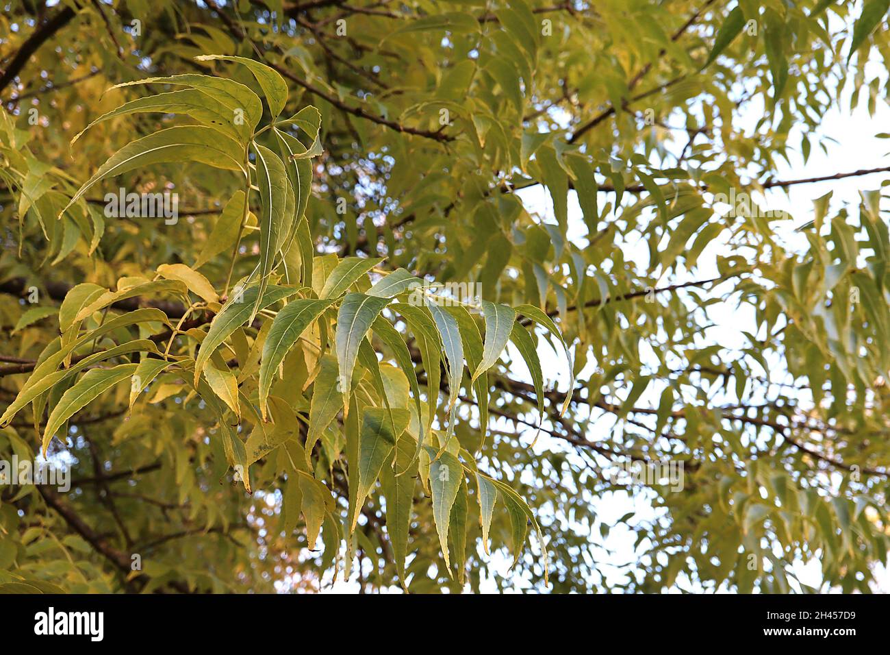 Fraxinus quadrangulata blue ash – long narrow elliptic yellow green leaves with serrated margins,  October, England, UK Stock Photo