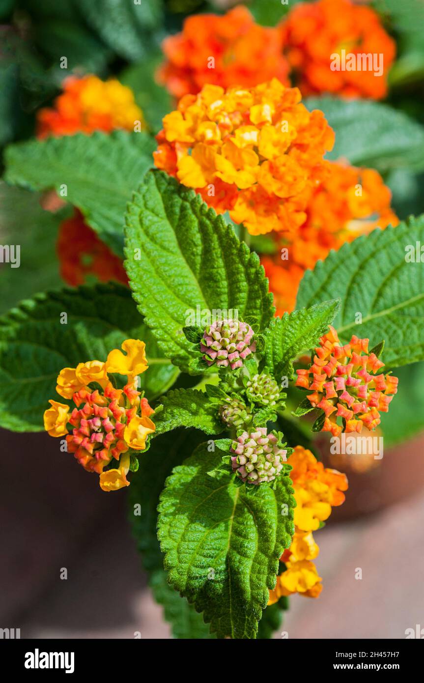 Close up of breaking flower heads and closed buds on Lantana camara Tangerine a summer flowering shrub that is perennial evergreen and frost tender Stock Photo