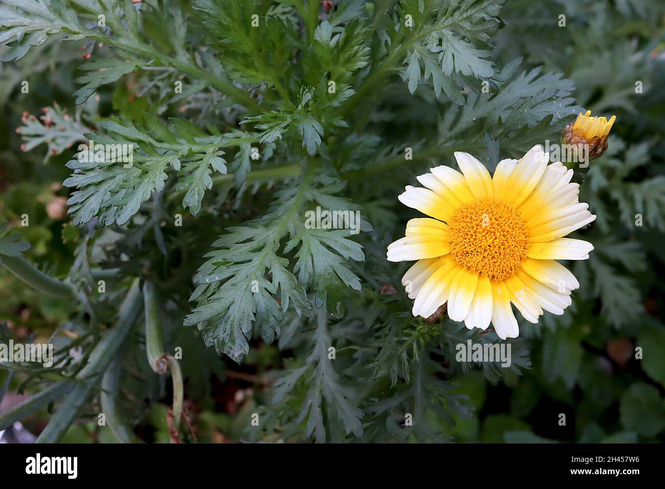 Glebionis coronaria crown daisy – white daisies with yellow halo and large yellow centre,  October, England, UK Stock Photo