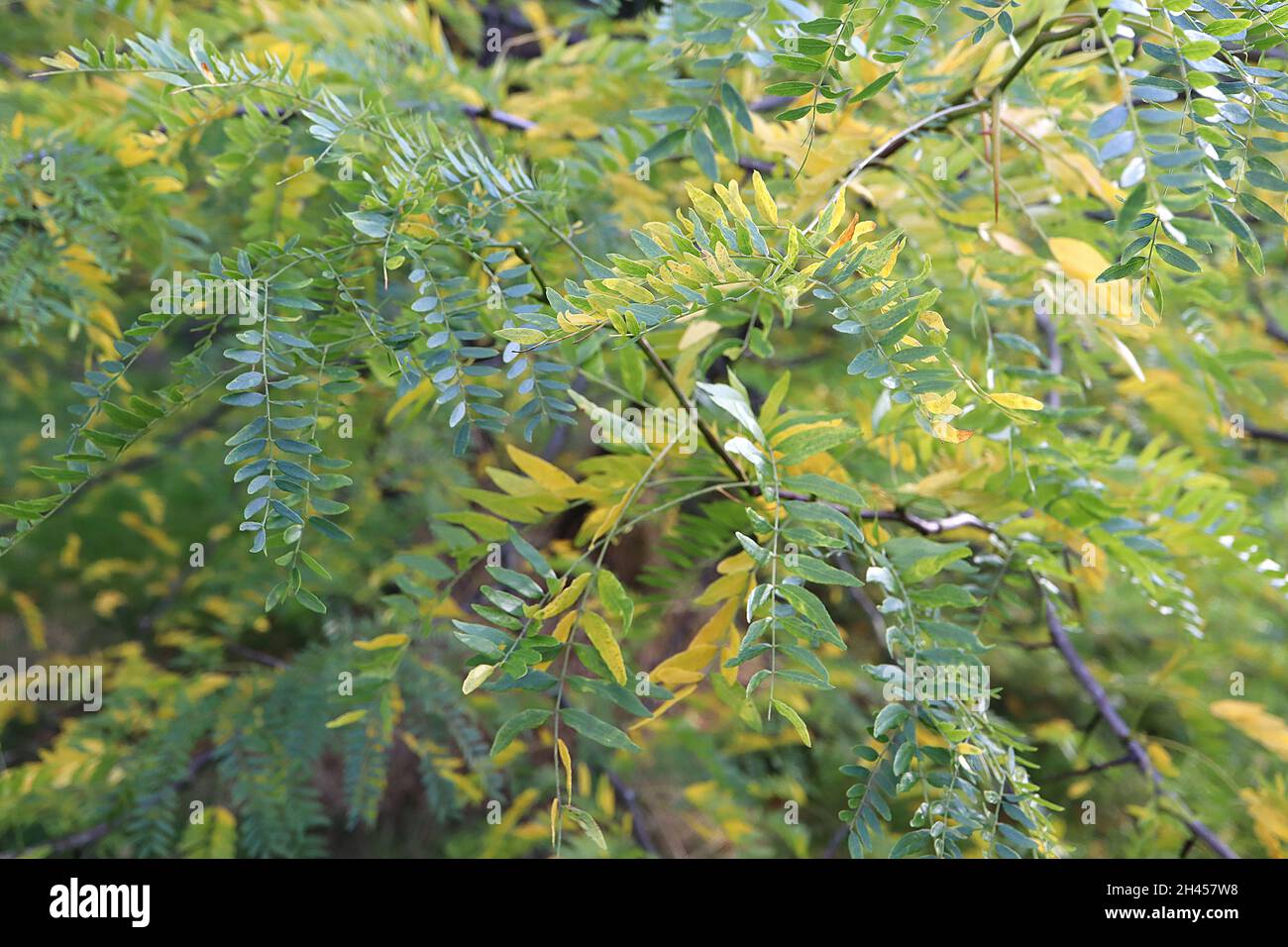 Gleditsia triacanthos honey locust – small pinnately compound yellow and mid green leaves,  October, England, UK Stock Photo