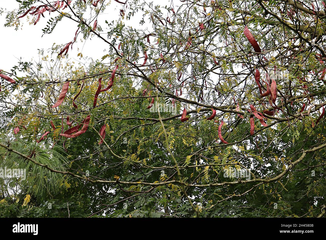 Gleditsia triacanthos honey locust – dark red legumes or seed pods and yellow green leaves, October, England, UK Stock Photo