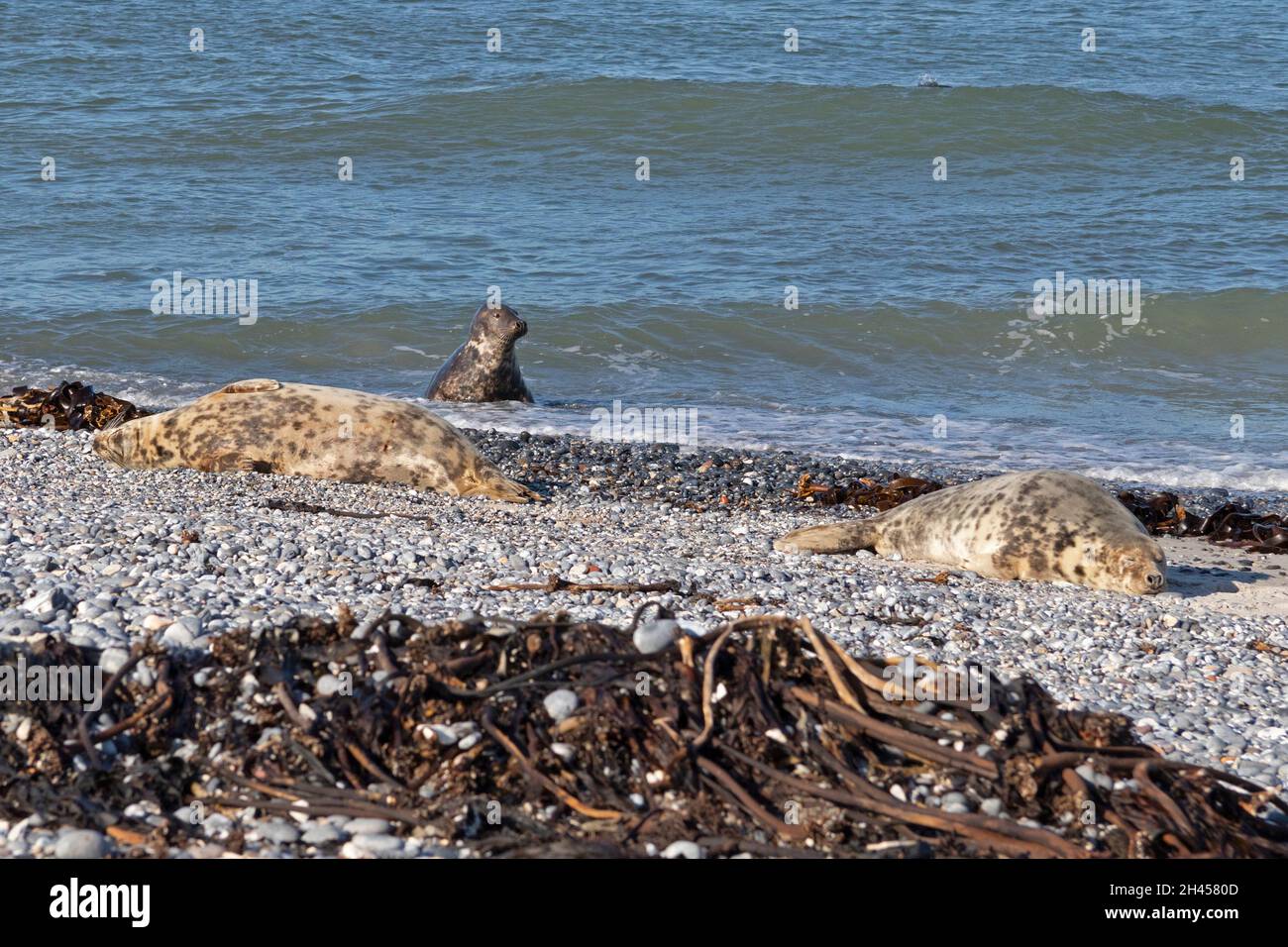 Grey seals (Halichoerus grypus), Düne, Heligoland Island, Schleswig-Holstein, Germany Stock Photo