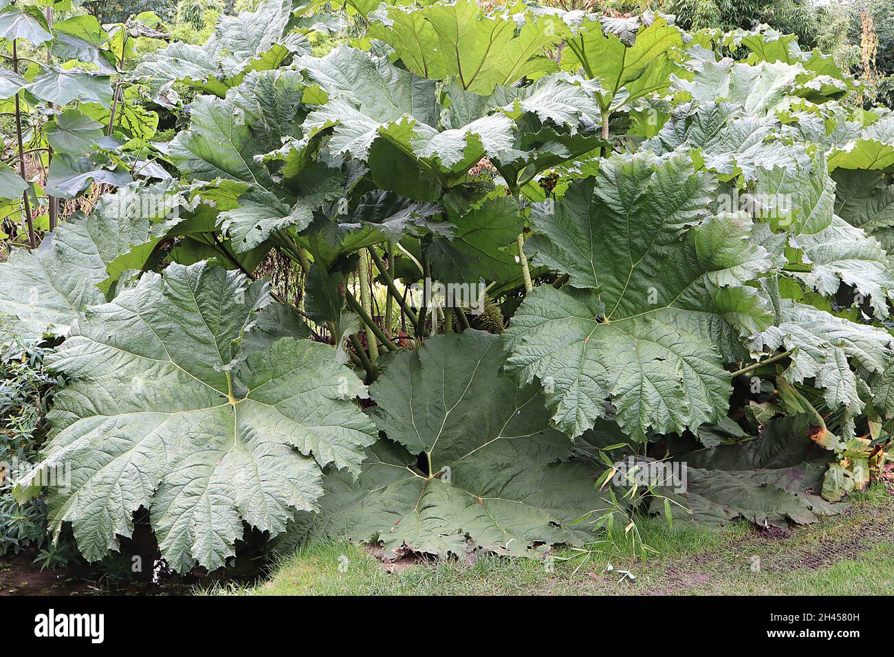 Gunnera Manicata Giant Rhubarb