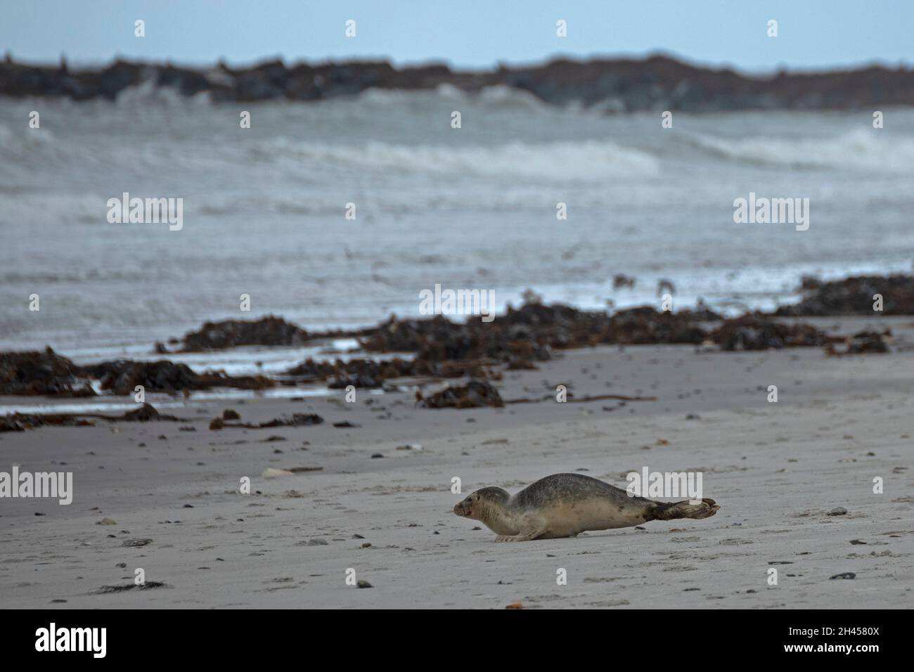 Seal (Phoca vitulina), Düne, Heligoland Island, Schleswig-Holstein, Germany Stock Photo