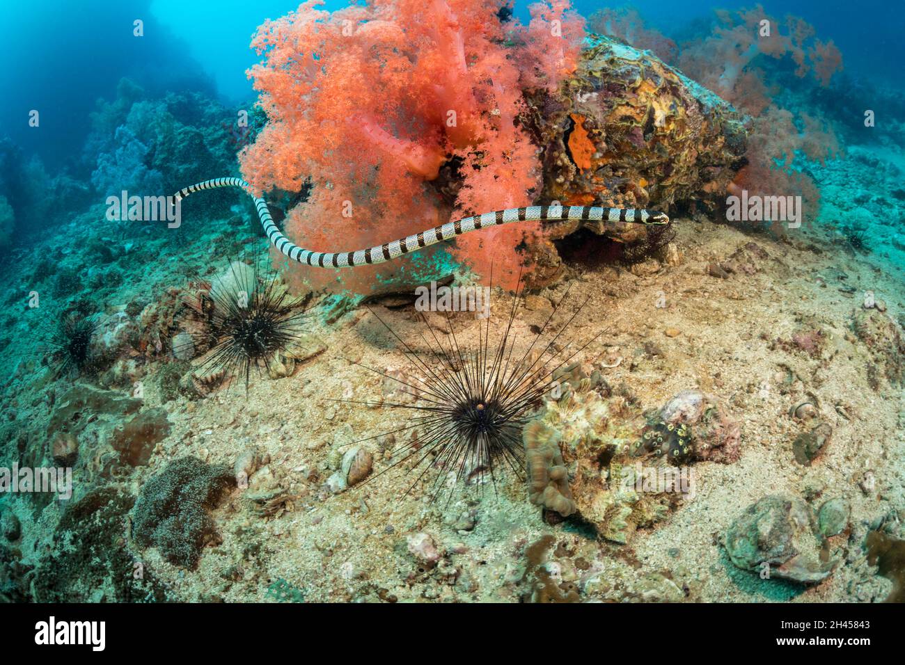 This venomous banded yellowlip sea snake, Laticauda colubrina, also known as a sea krait, is cruising over two black long-spine sea urchins, Diadema s Stock Photo